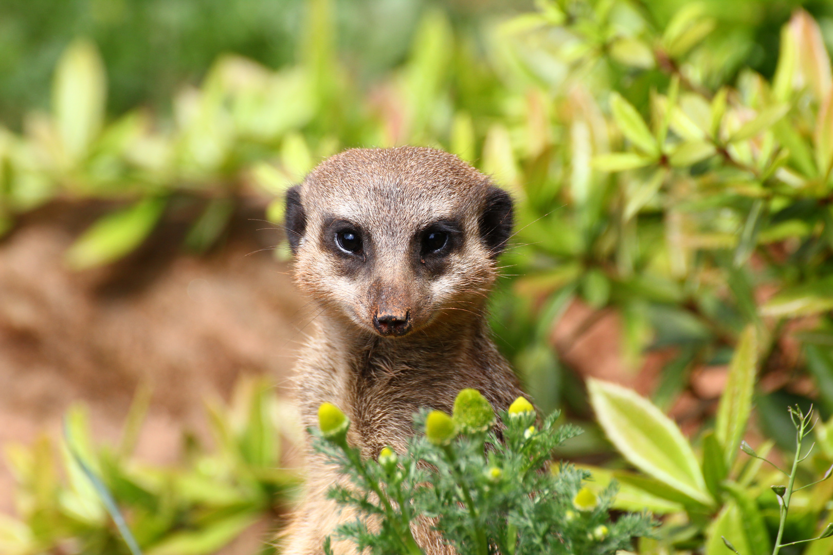 Erdmännchen im Zoo Leipzig