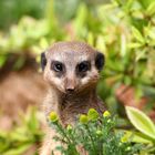 Erdmännchen im Zoo Leipzig