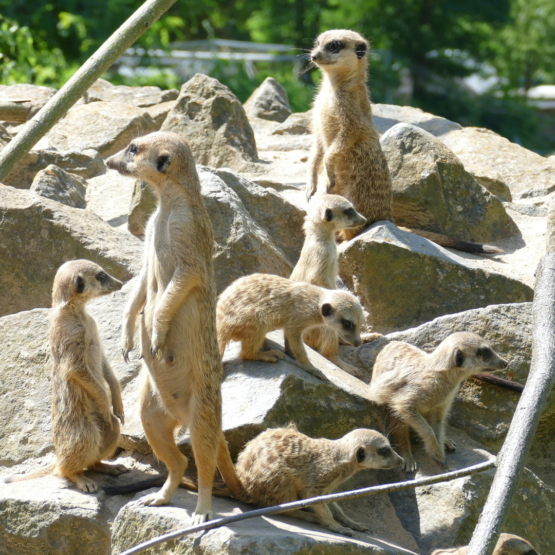 Erdmännchen im Zoo Neuwied