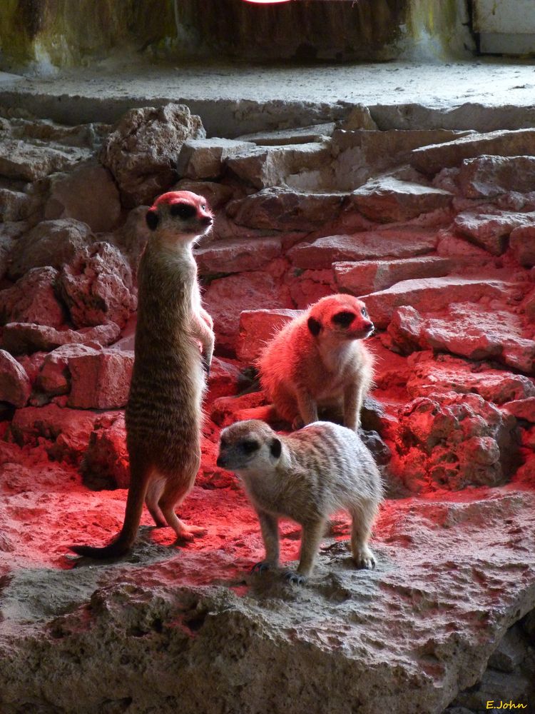 Erdmännchen im Zoo Nordhausen am Harz