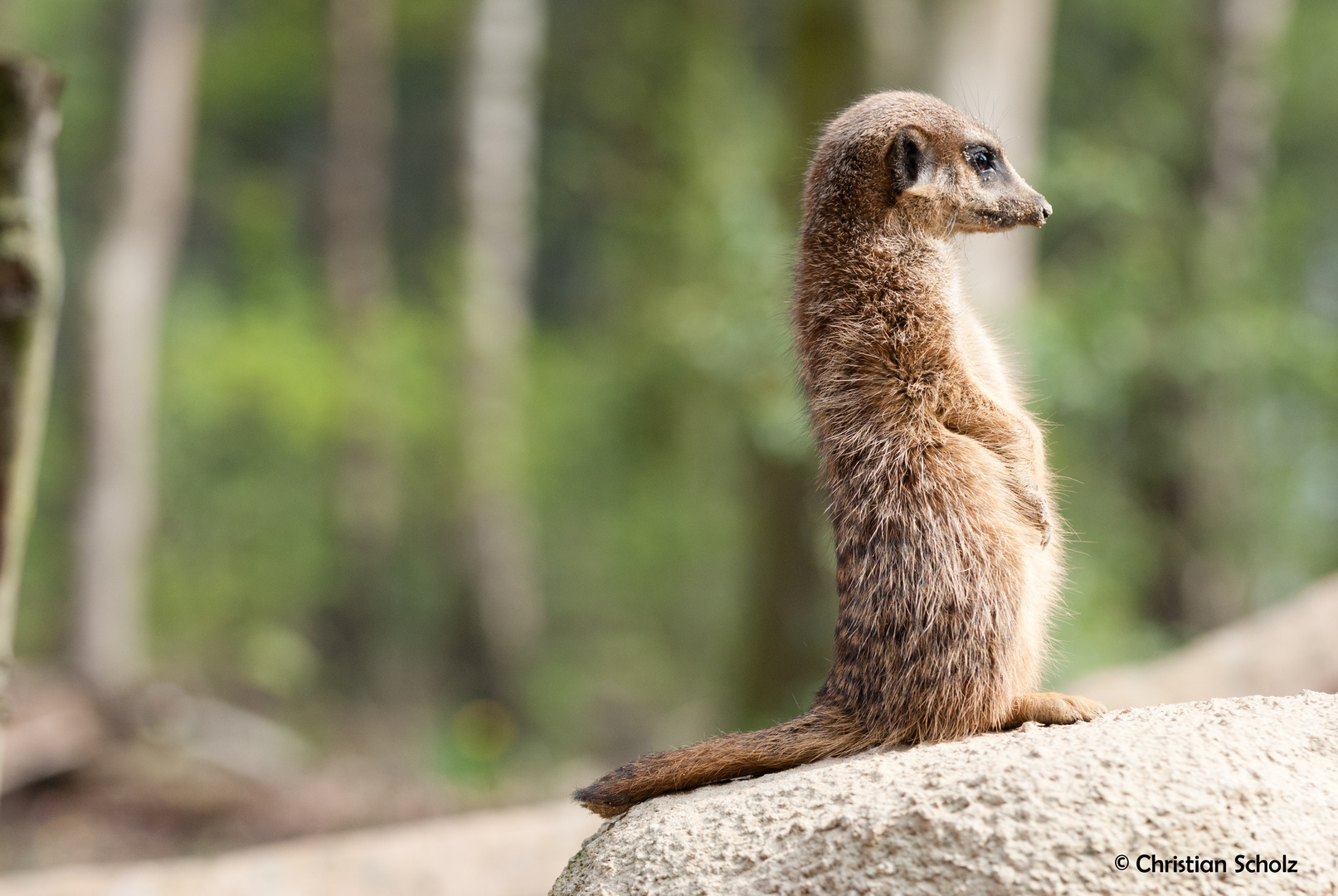 Erdmännchen im Zoo Osnabrück