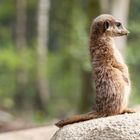 Erdmännchen im Zoo Osnabrück