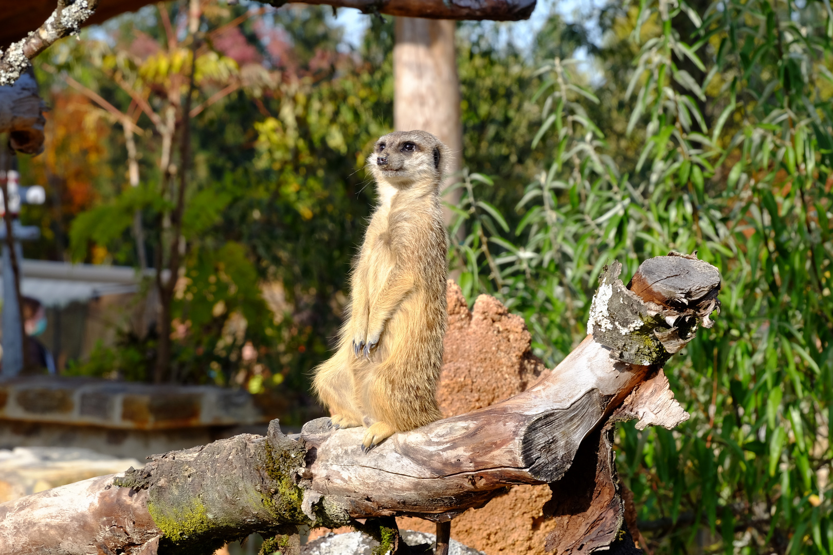 Erdmännchen im Zoo Zürich