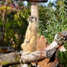 Erdmännchen im Zoo Zürich