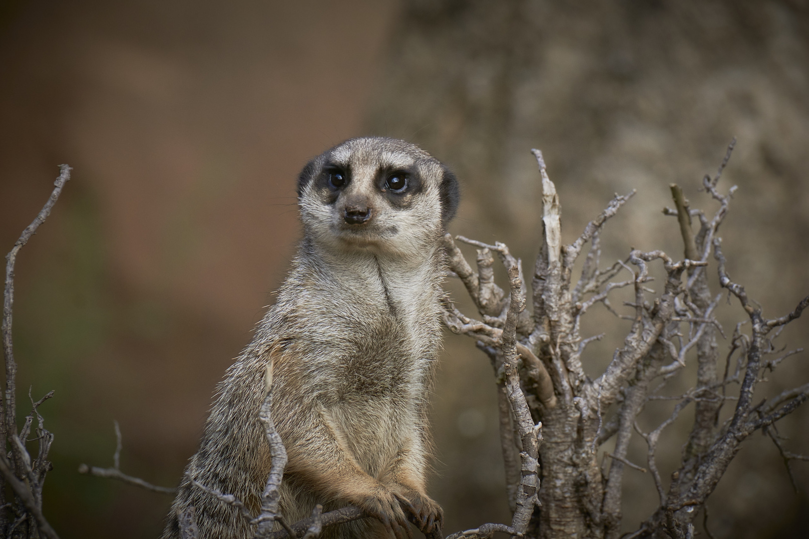 Erdmännchen - immer fotogen!