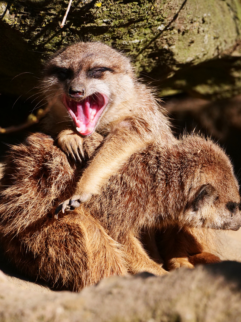 Erdmännchen in Aktion...