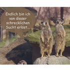 Erdmännchen in den Mund gelegt I