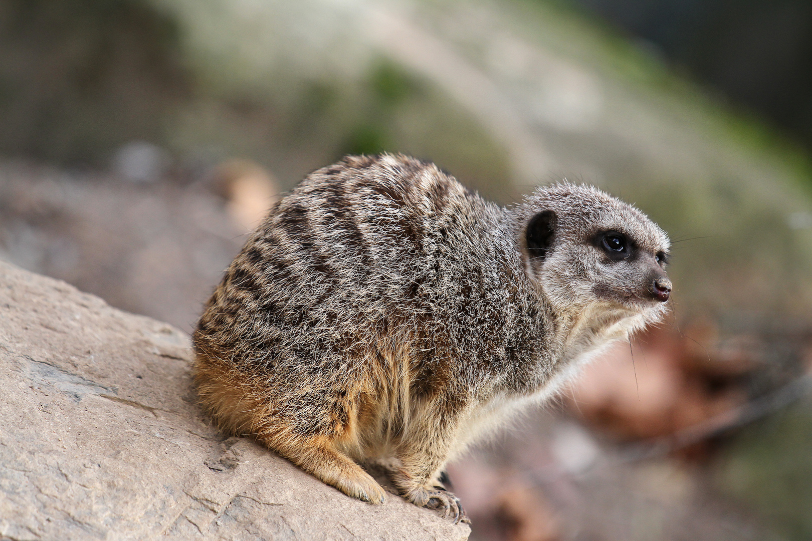 Erdmännchen in der Dezemberkälte