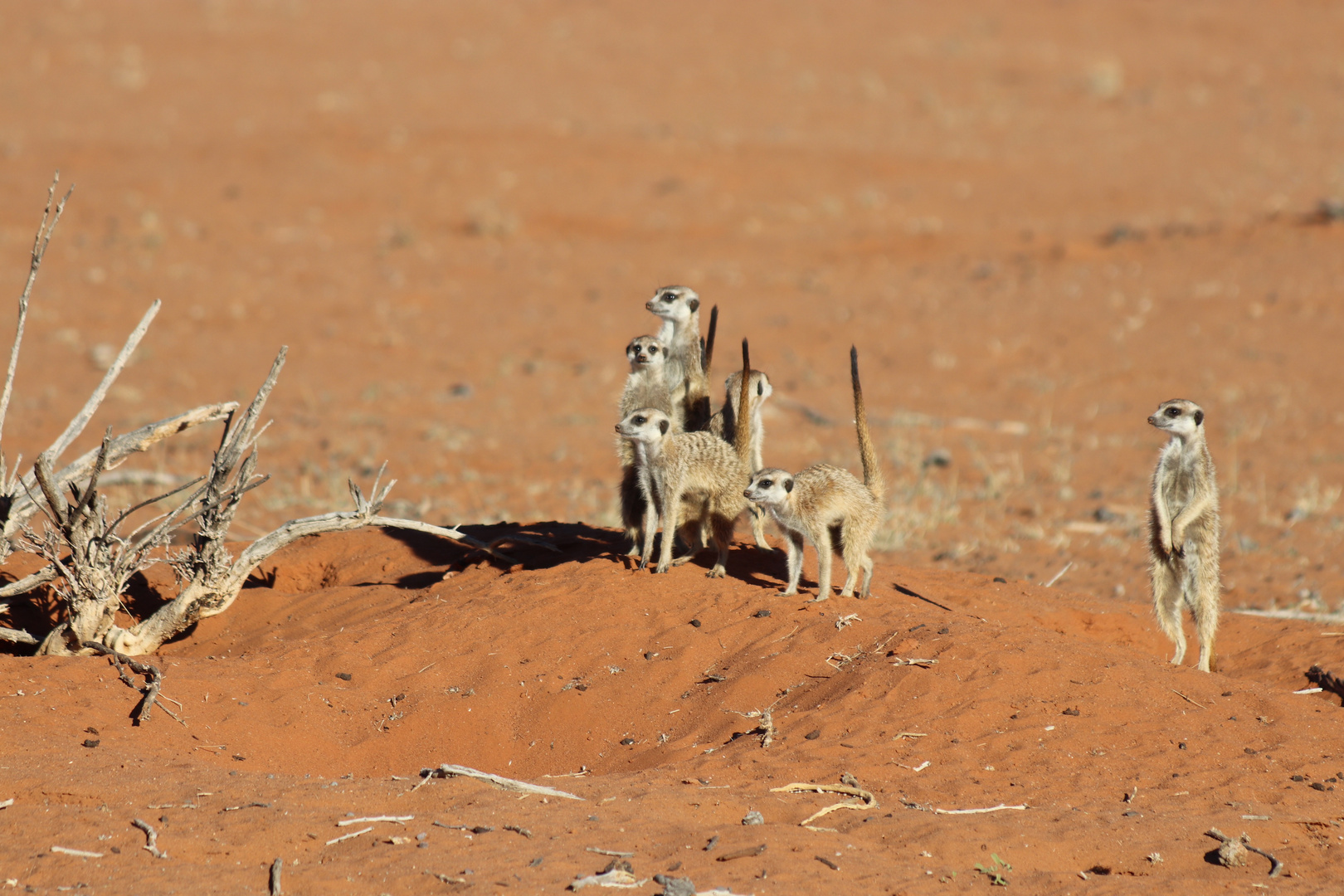 Erdmännchen in der Kalahari