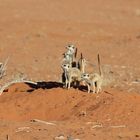 Erdmännchen in der Kalahari