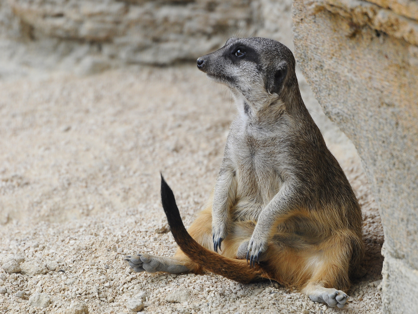 Erdmännchen in der Wilhelma