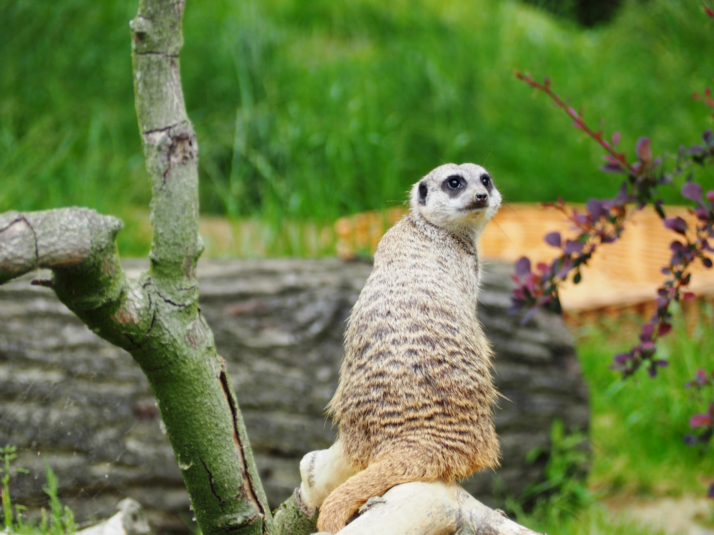 Erdmännchen in Köln I