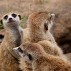 Erdmännchen in Makgadikgadi