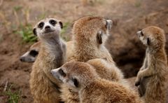 Erdmännchen in Makgadikgadi