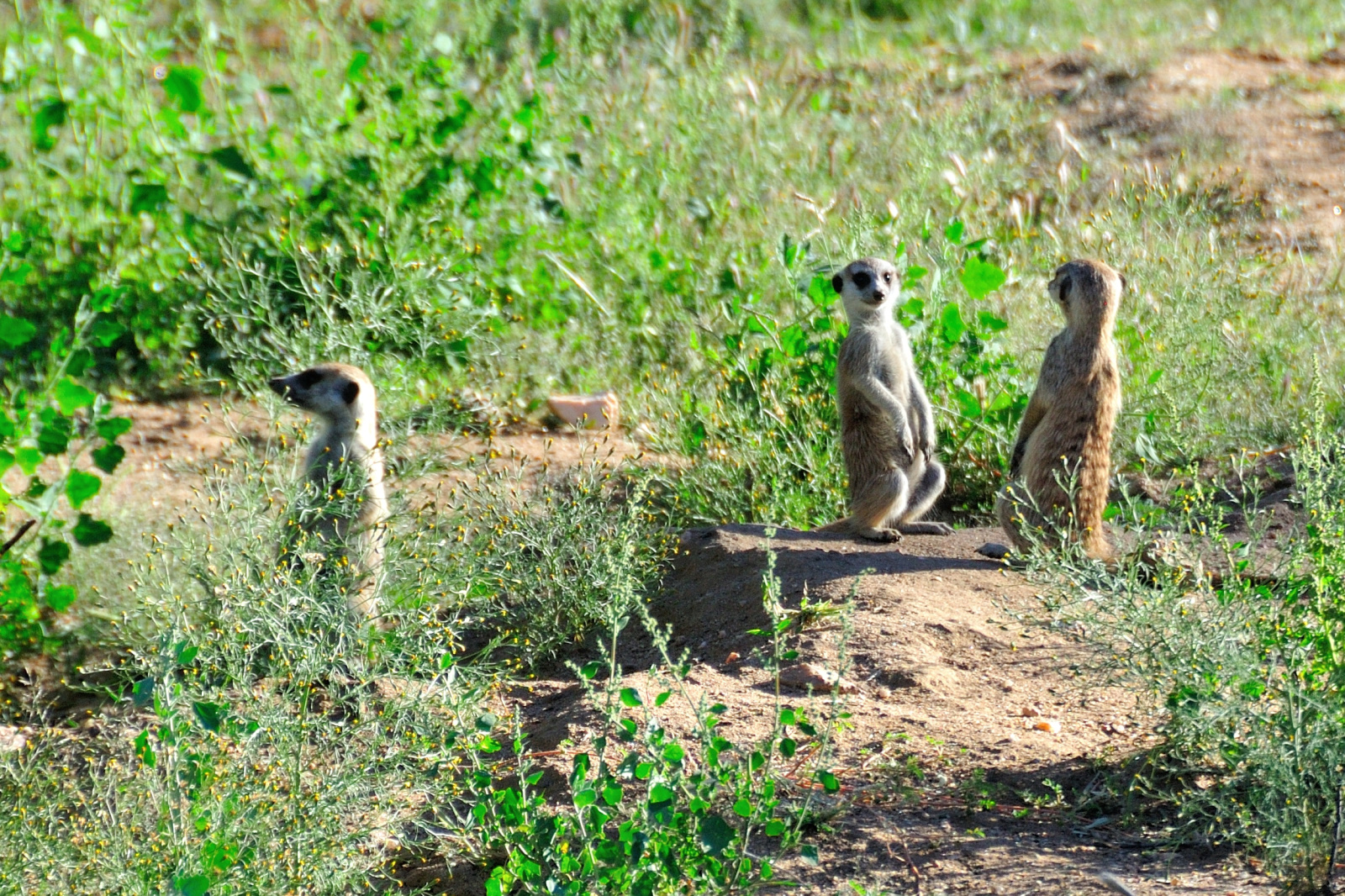 Erdmännchen in Namibia