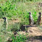 Erdmännchen in Namibia