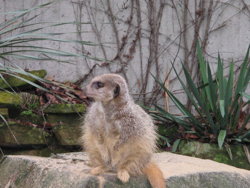 Erdmännchen in Pose