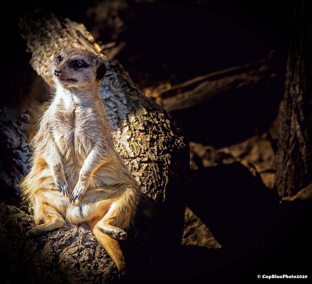 Erdmännchen in Pose