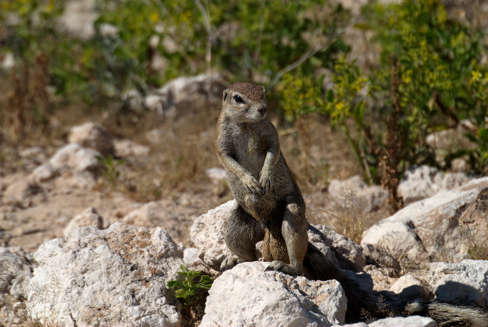 Erdmännchen in Pose