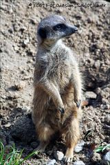 Erdmännchen in seiner typischen Haltung ;-)