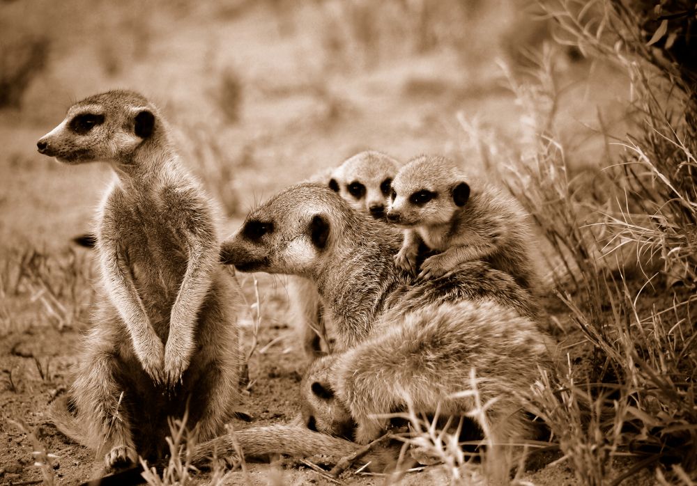 Erdmännchen in sepia