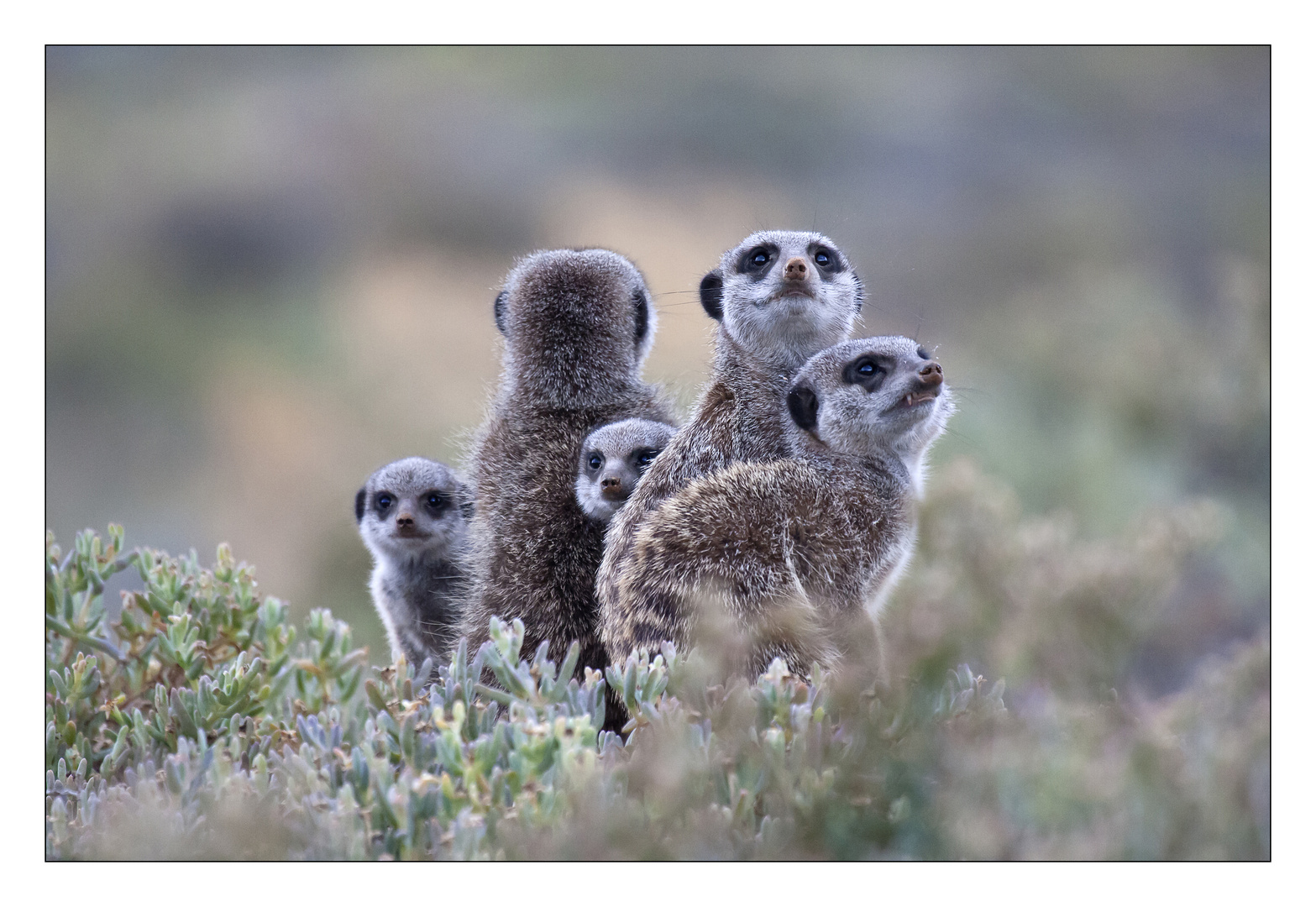 Erdmännchen in Südafrika