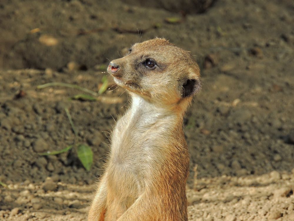 "Erdmännchen in Wächterfunktion"