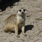 Erdmännchen in Zoo Jade park