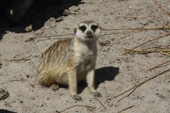 Erdmännchen in Zoo Jade park