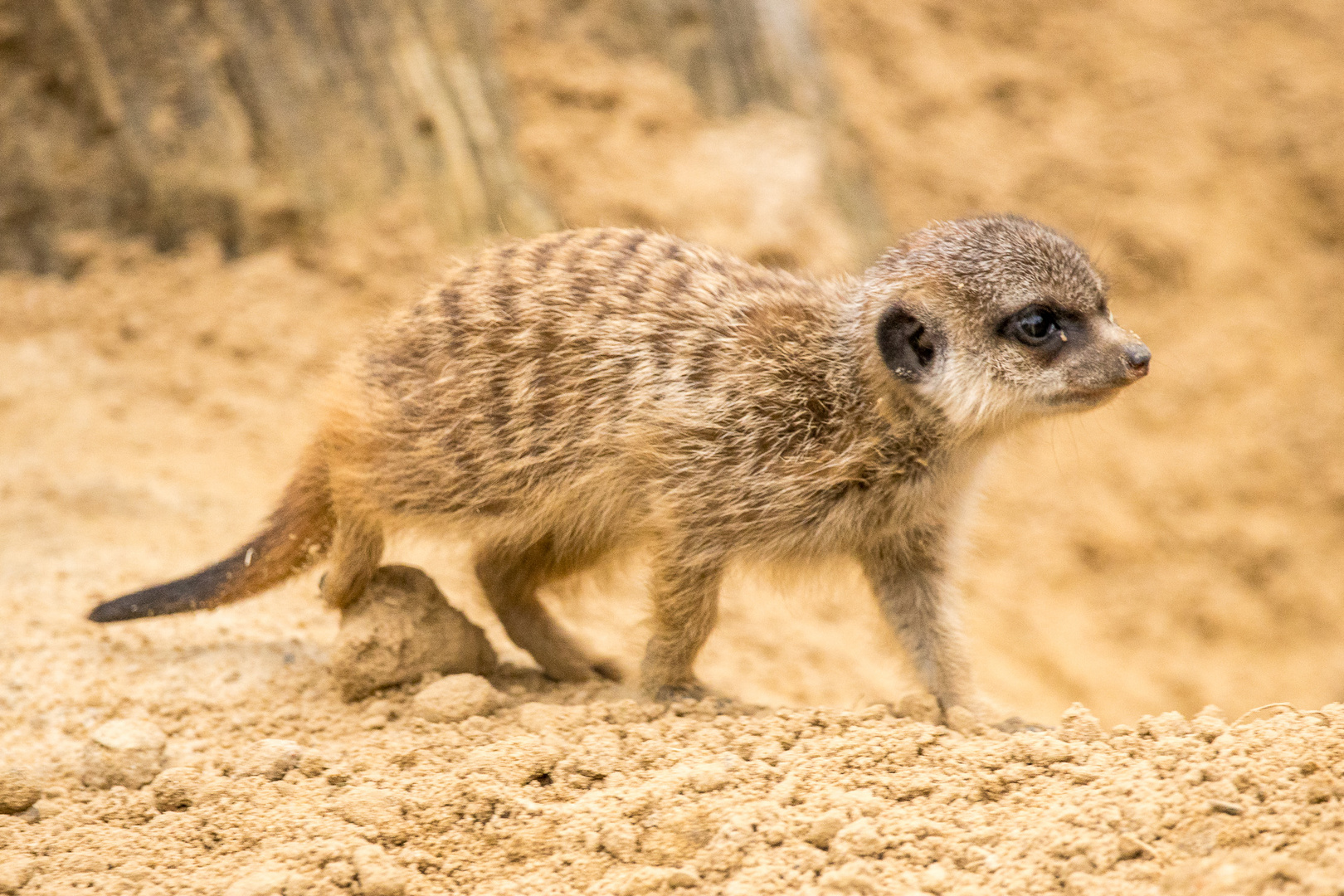 Erdmännchen Jungtier