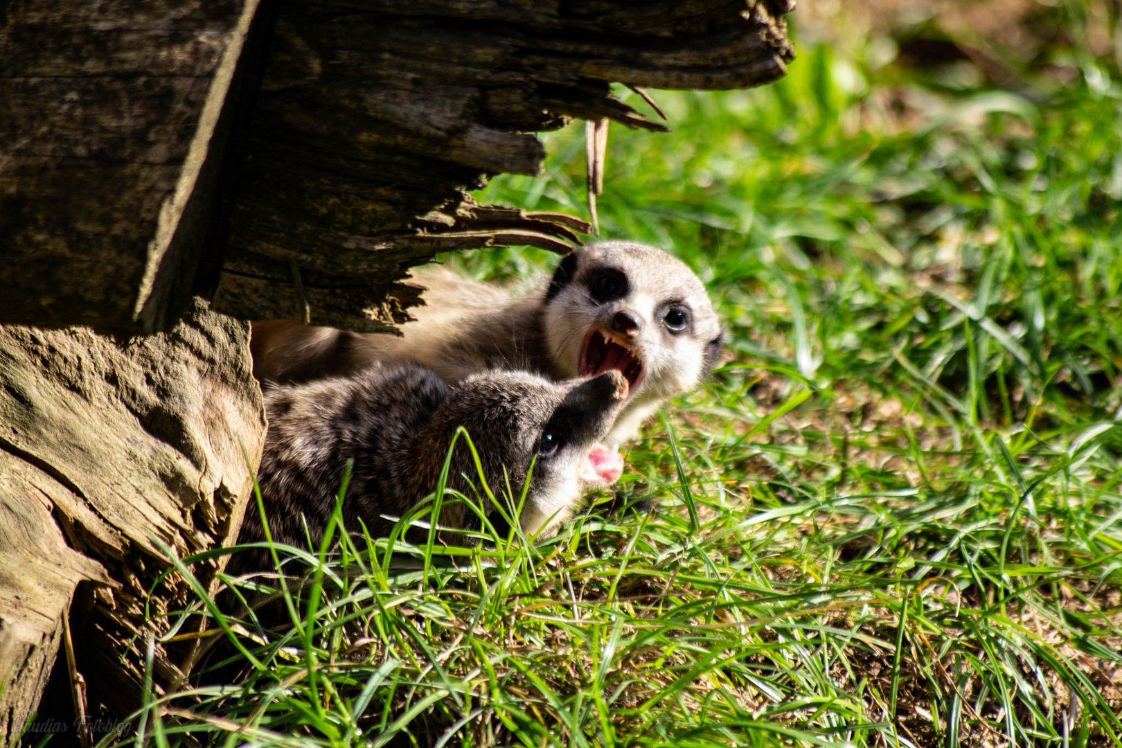 Erdmännchen Jungtiere beim spielen