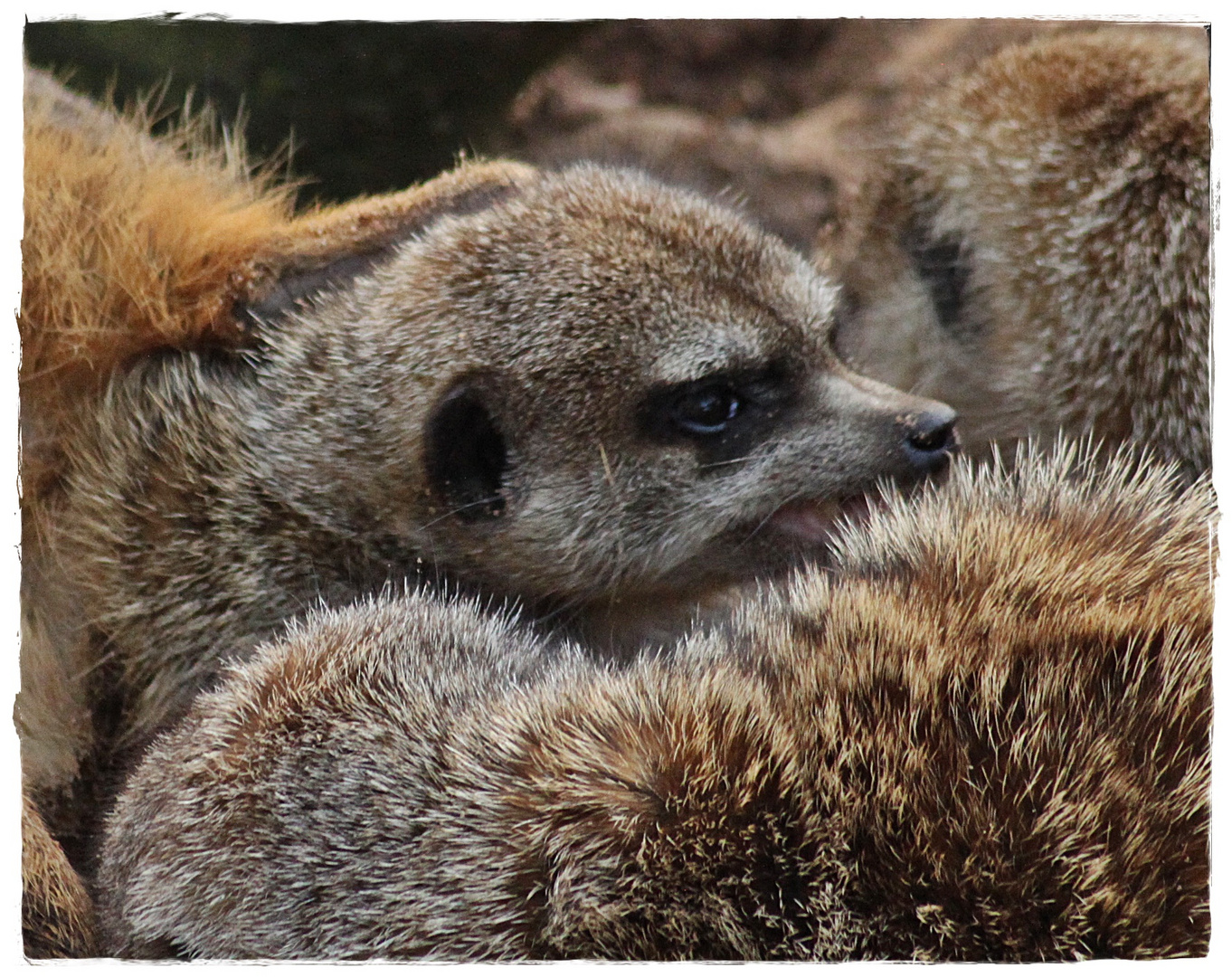 Erdmännchen Jungtierkuscheln