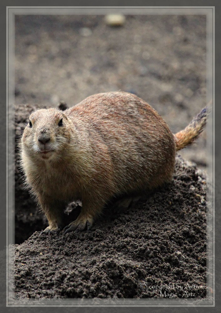 Erdmännchen ? Keine Ahnung aber hübsch ist er