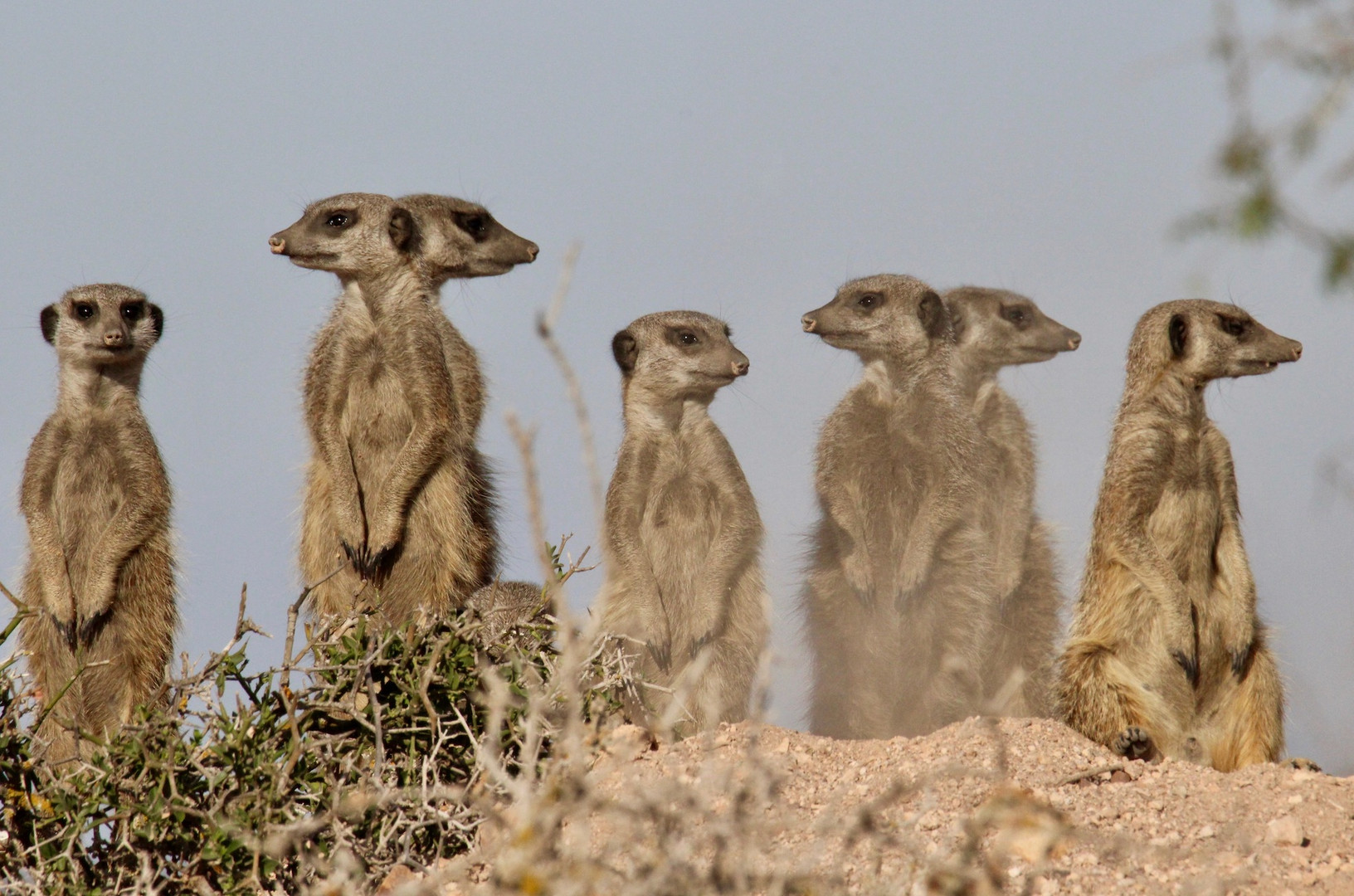 Erdmännchen Kleine Karoo