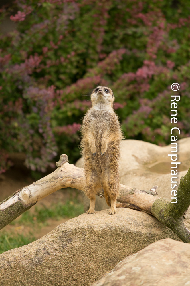 Erdmännchen - Kölner Zoo 06/2015