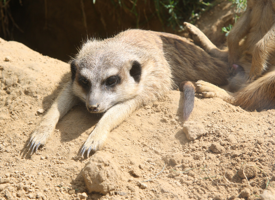 Erdmännchen Kölner Zoo