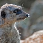 Erdmännchen - leicht verschnupft, weil der Sommer zu Ende geht