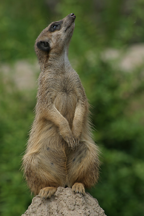 Erdmännchen - Leipziger Zoo