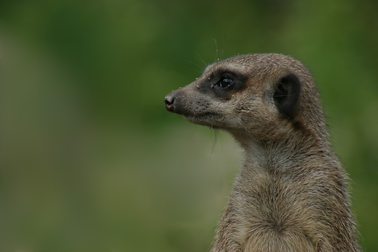 Erdmännchen - Leipziger Zoo