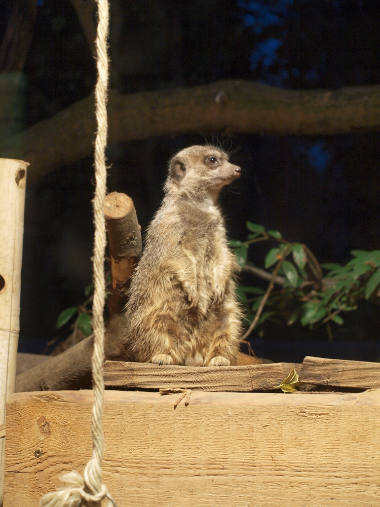 Erdmännchen "macht männchen" ;O)