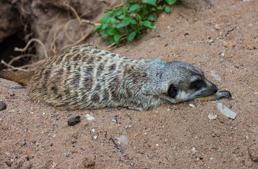 Erdmännchen macht Pause