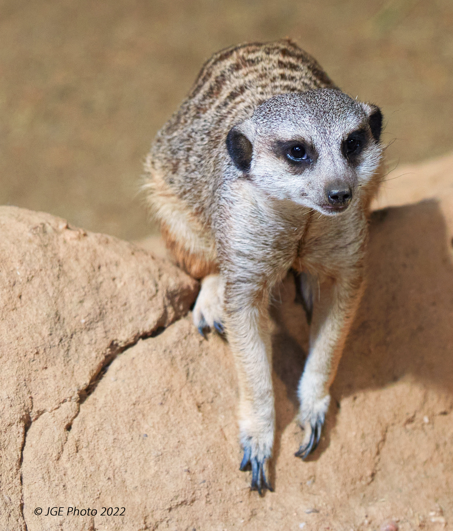 Erdmännchen Mädchen im Reptillium Landau