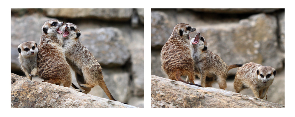 Erdmännchen mal anders