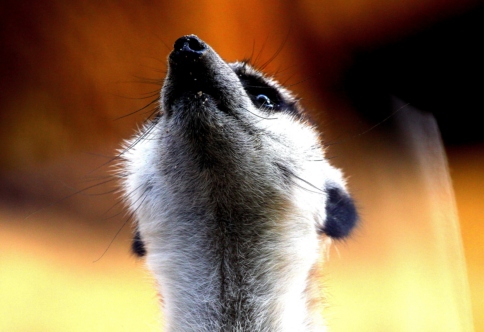 Erdmännchen mit Blick nach oben