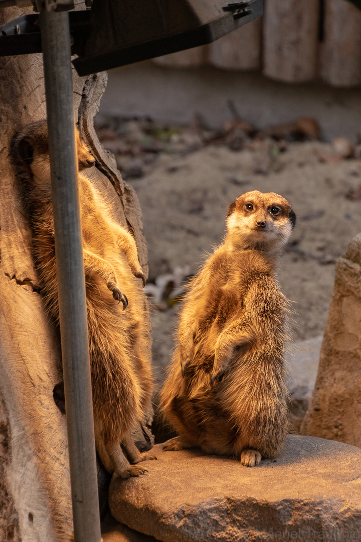 Erdmännchen mit der Lizenz zum verstecken 