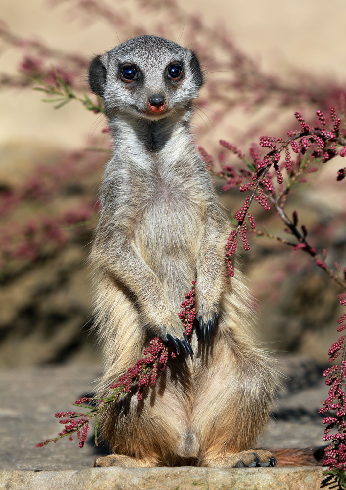 Erdmännchen mit Girlande