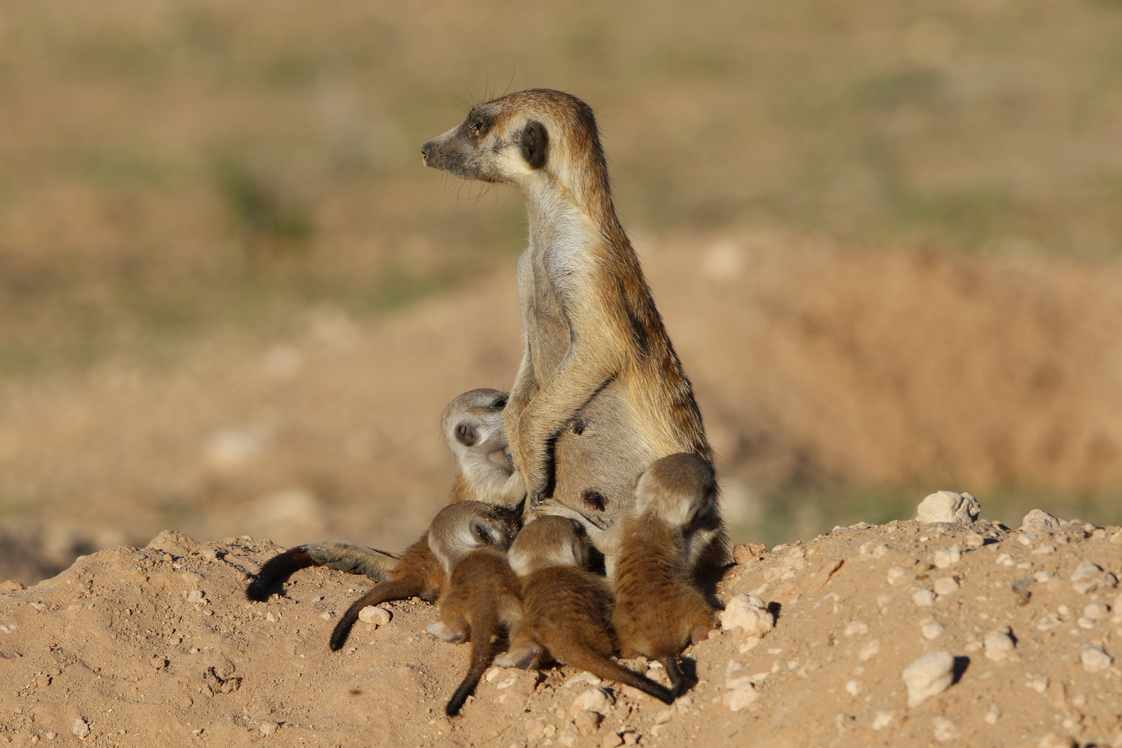 Erdmännchen mit ihren Jungen