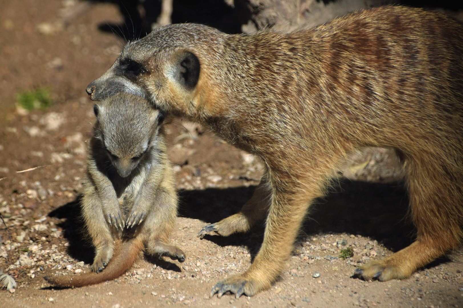 Erdmännchen mit Kind