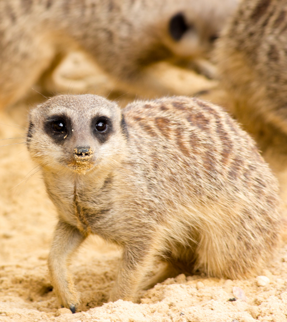 Erdmännchen mit Sandnase