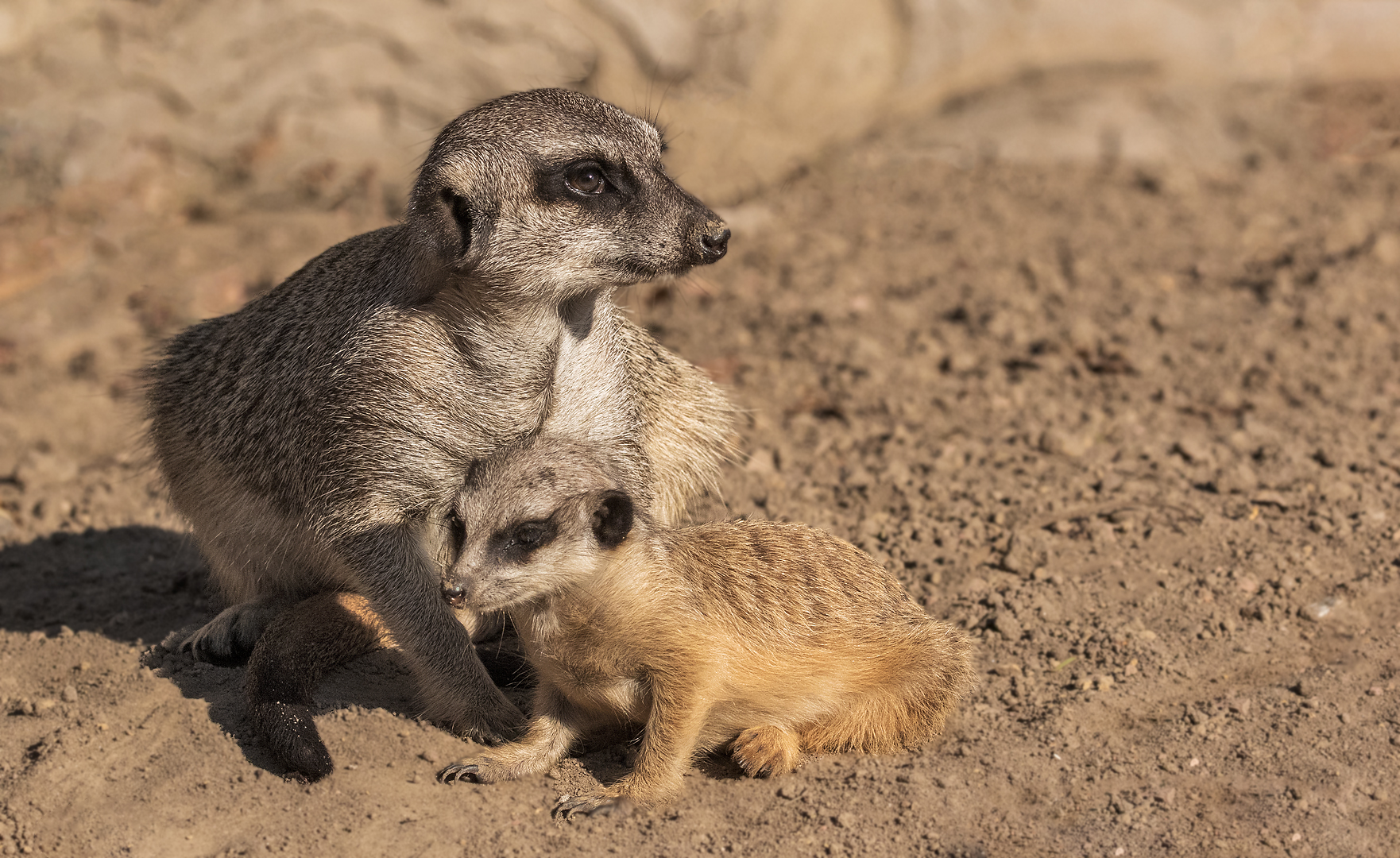 Erdmännchen Mutter Kind